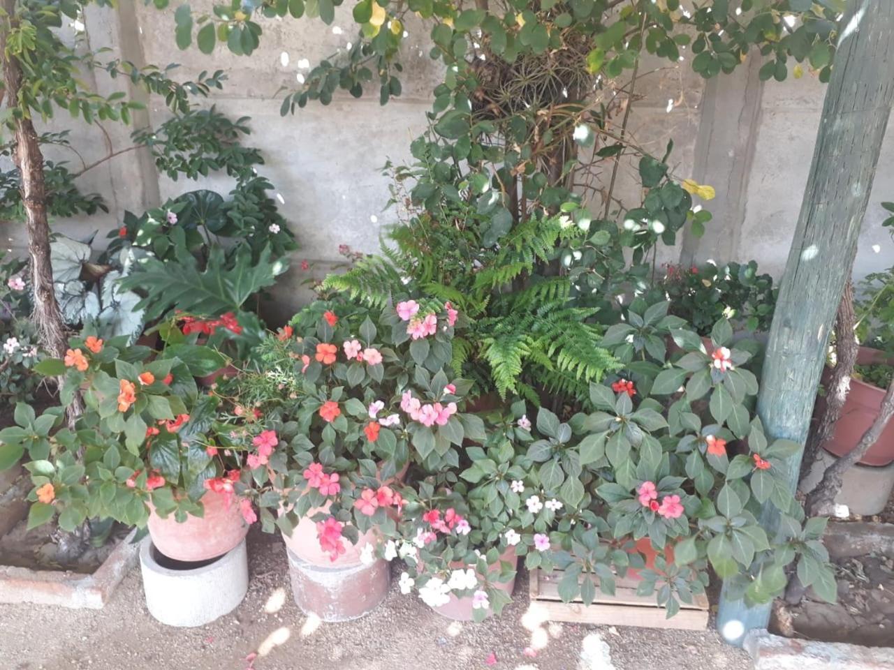 La Casa De Las Flores Lolol Екстериор снимка